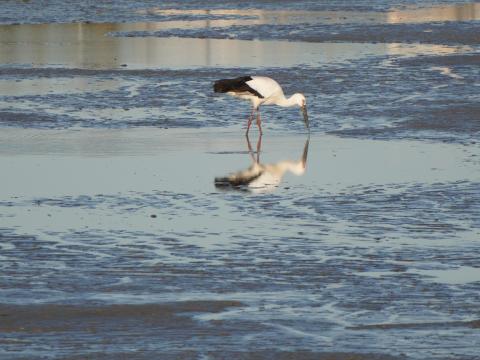 コウノトリ